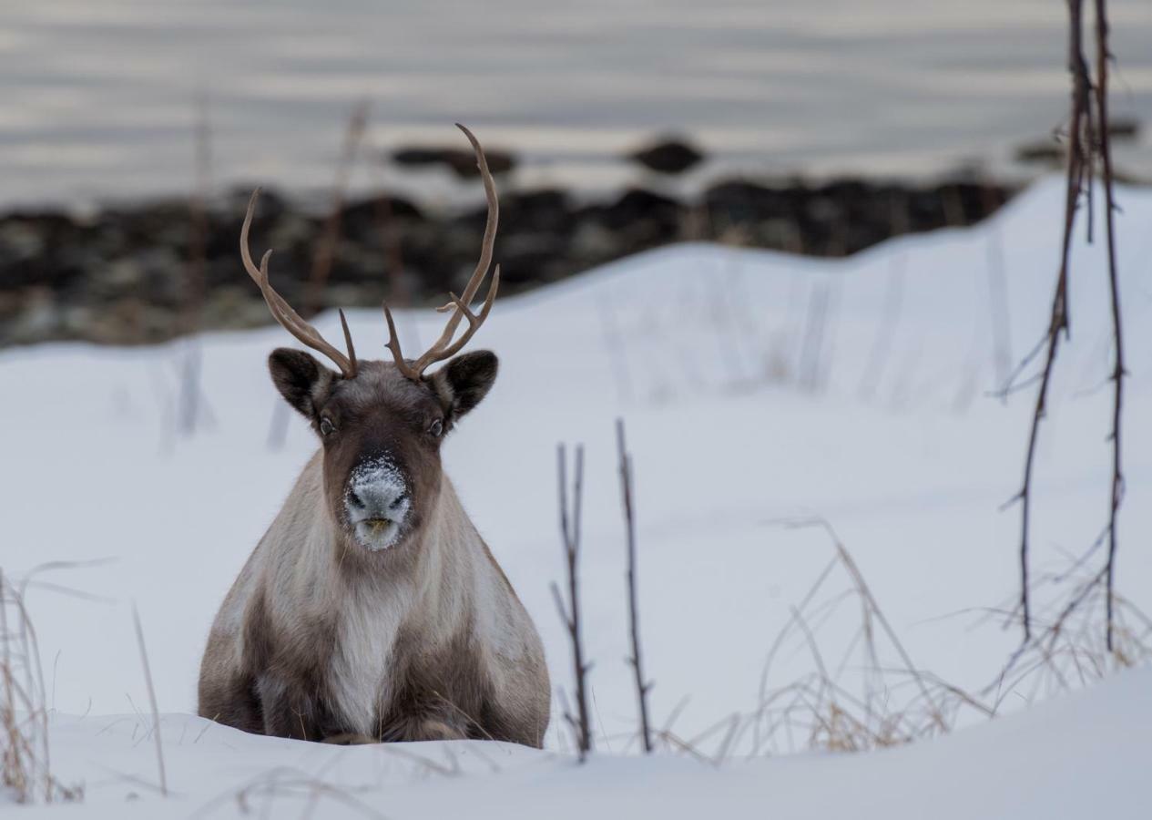 Yggdrasil farmhotel retreat&spa Straumsbukta Eksteriør bilde